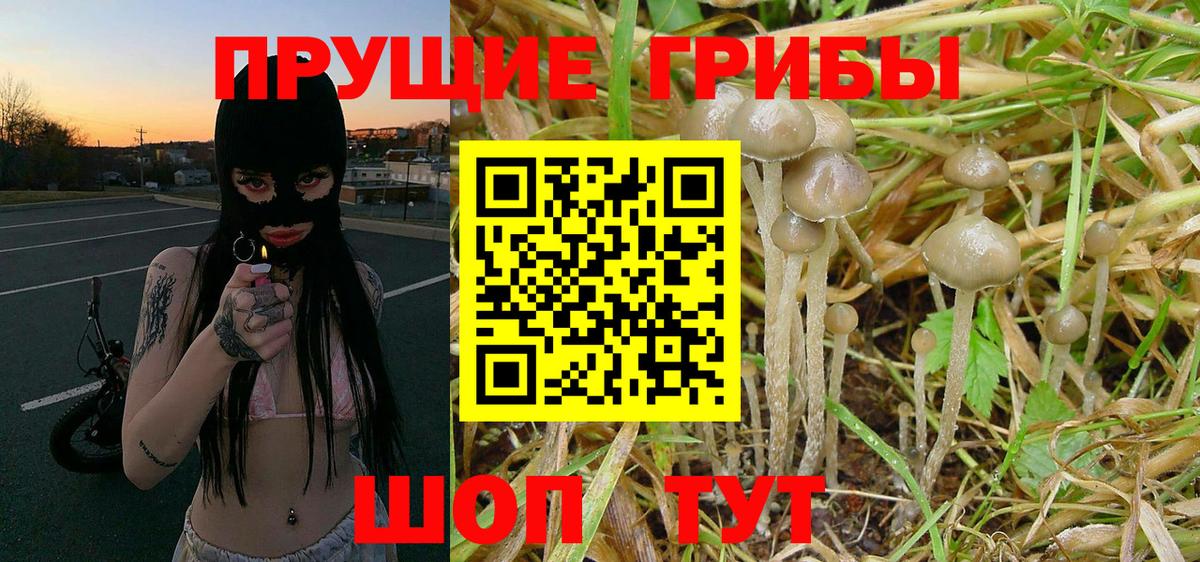 Псилоцибиновые грибы Psilocybine cubensis Белово